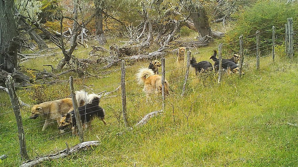 “Perro suelto cero”: Tierra del Fuego refuerza acciones frente a la problemática de los perros sueltos y asilvestrados