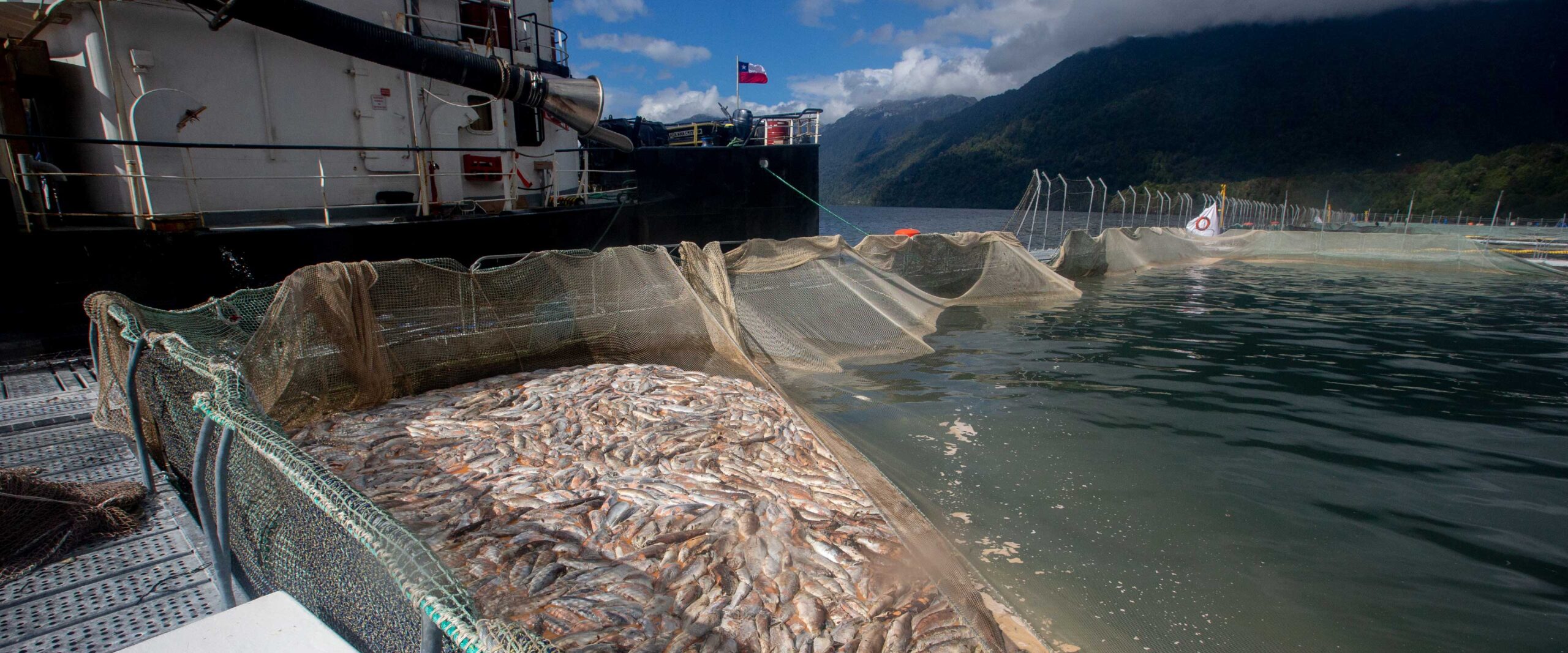 Alerta en Tierra del Fuego: el prontuario de Cooke, la salmonera que quiere operar en la isla