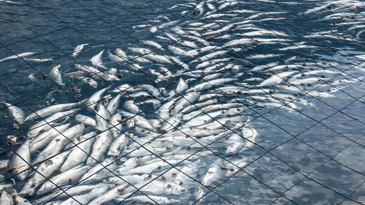 Alerta en la Patagonia: casi 918 toneladas de salmones muertos y una advertencia para Tierra del Fuego