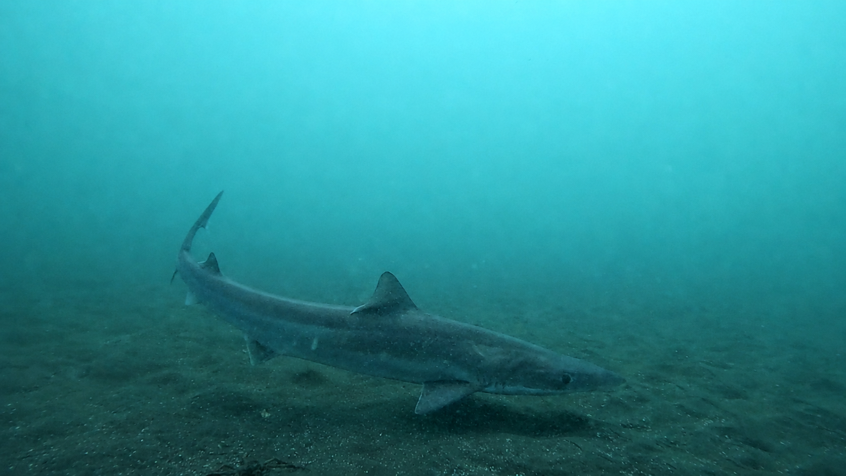 Tiburones fueguinos en el primer Congreso Argentino de Ictiología
